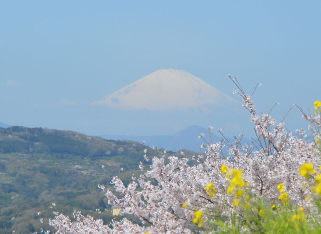 吾妻山公園「吾妻山からの富士山」
